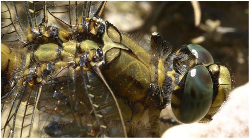 Orthetrum cancellatum