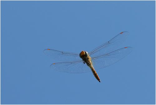 Pantala flavescens