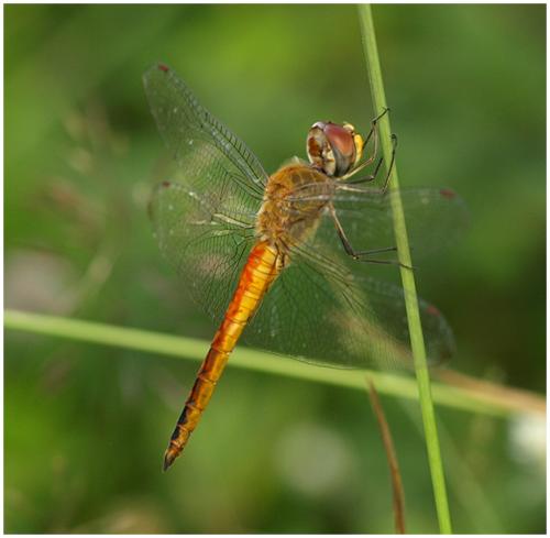 Pantala flavescens