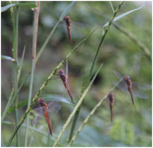 Pantala flavescens