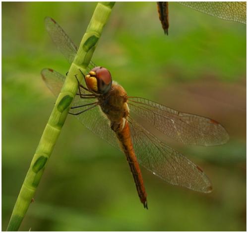 Pantala flavescens