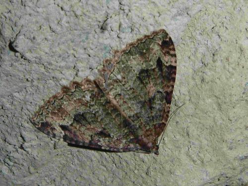 Réf. 196 030 : Triphosa dubitata