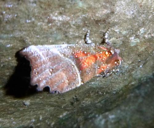 Réf. 196 031 : Scoliopteryx libatrix