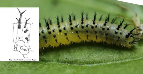 Periclista pubescens