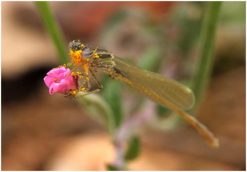 Ischnura elegans