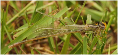 Ischnura elegans