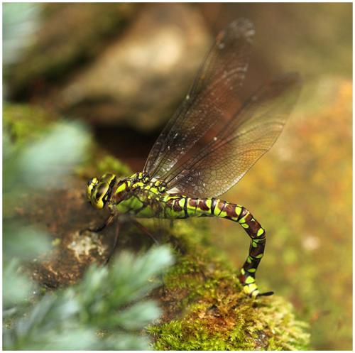 Aeshna cyanea