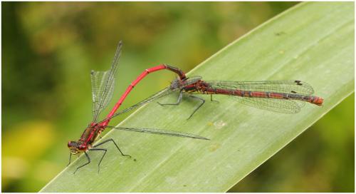 Pyrrhosoma nymphula