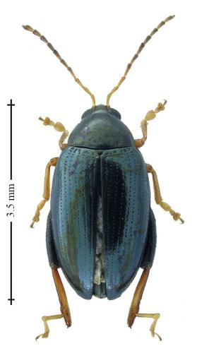 Réf. 196 540 : Psylliodes chrysocephala