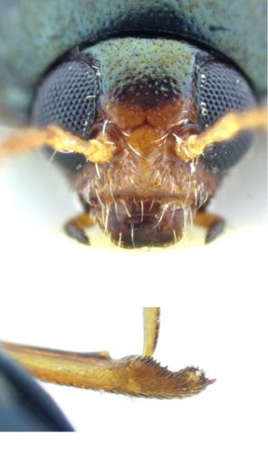 Réf. 196 541 : Psylliodes chrysocephala