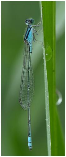 Pseudagrion sp.