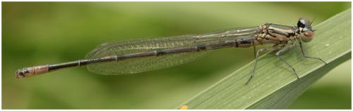 Coenagrion puella