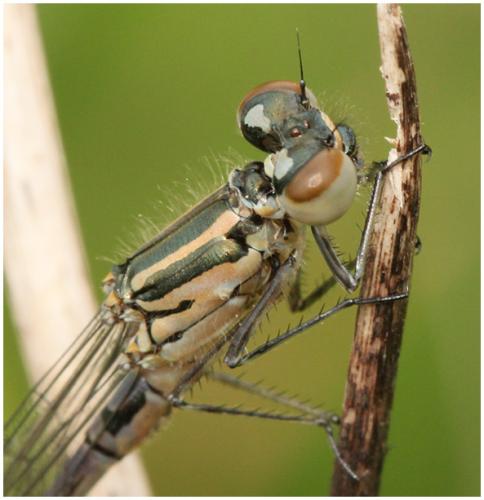 Coenagrion puella