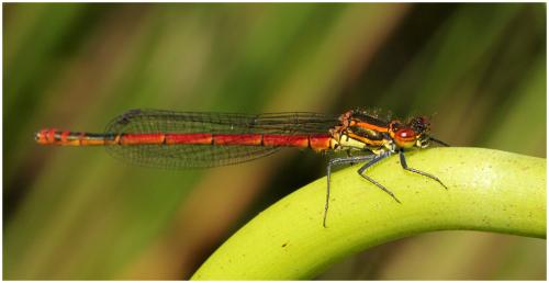 Pyrrhosoma nymphula