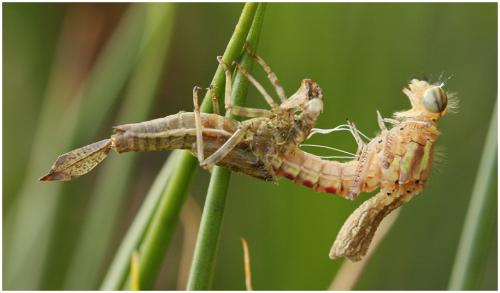 Pyrrhosoma nymphula