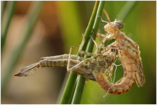 Pyrrhosoma nymphula