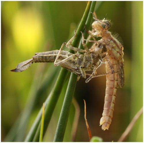 Pyrrhosoma nymphula