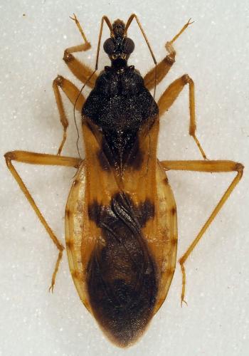 Reduvius sp.