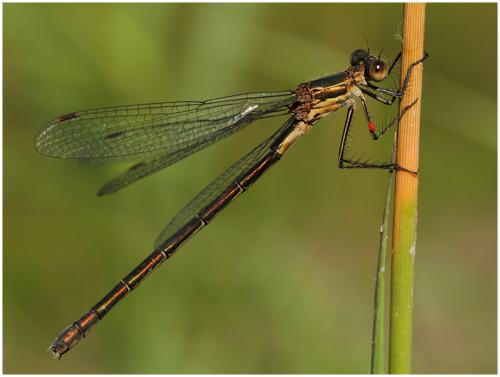 Lestes sponsa