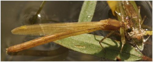 Réf. 196 340 : Erythromma najas
