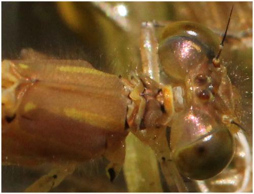 Erythromma najas