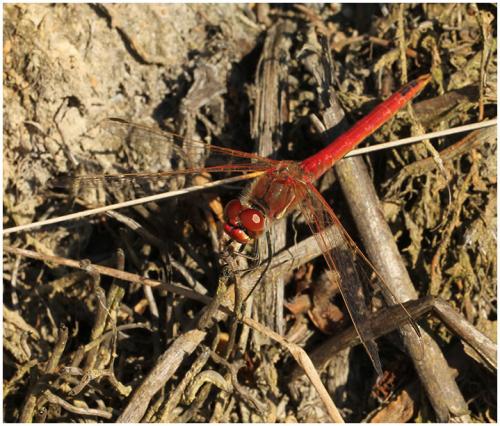 Sympetrum fonscolombii