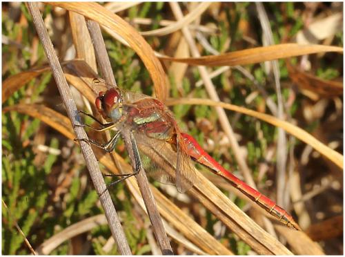 Sympetrum fonscolombii