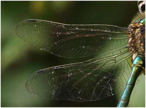 Réf. 196 488 : Somatochlora metallica