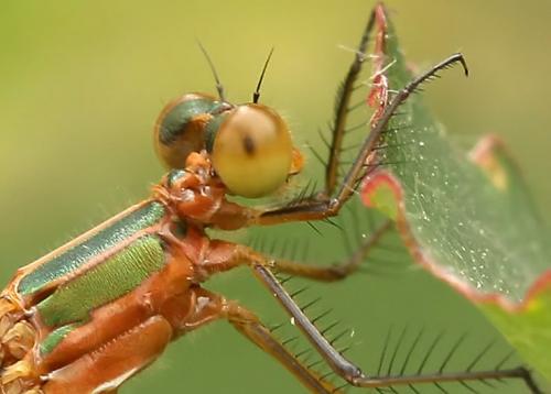 Lestes sponsa