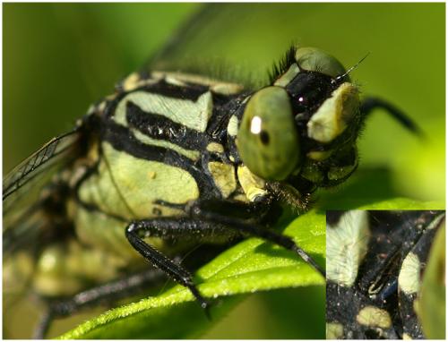Gomphus vulgatissimus