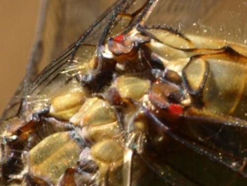 Sympetrum striolatum