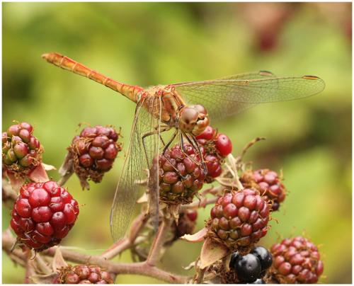 Sympetrum meridionale