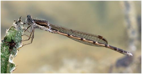 Réf. 196 426 : Sympecma fusca