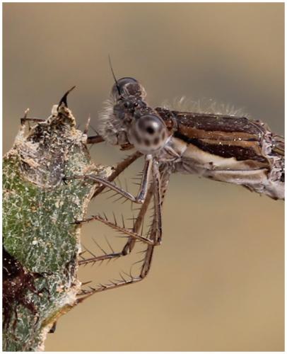 Réf. 196 427 : Sympecma fusca