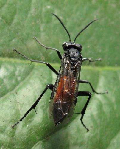Réf. 196 615 : Macrophya annulata