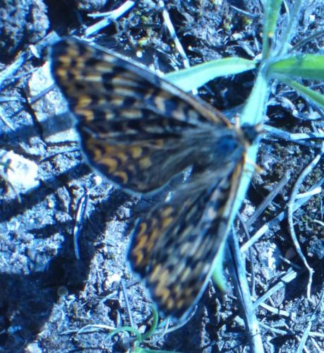 Réf. 196 032 : Melitaea didyma