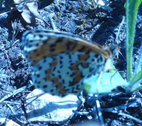 Melitaea didyma