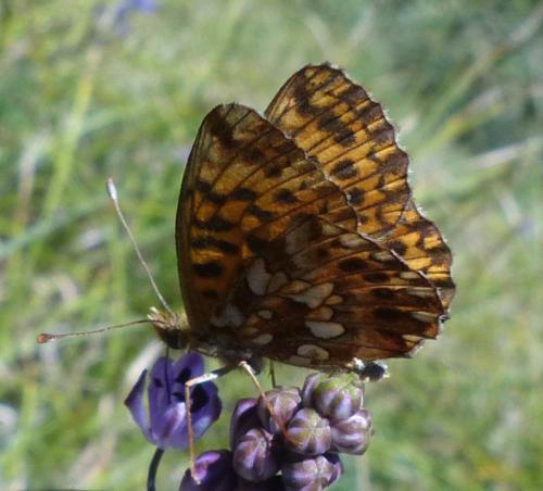 Boloria dia