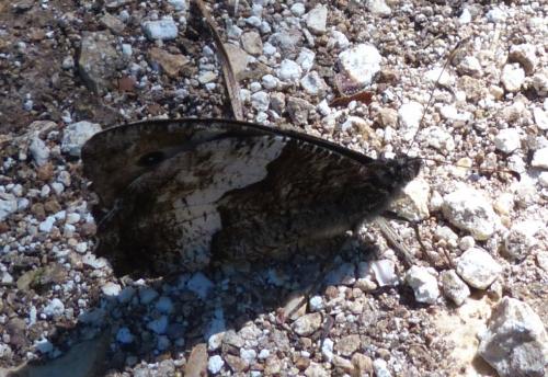 Réf. 196 106 : Hipparchia sp.