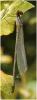 Erythromma viridulum