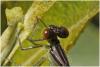 Erythromma viridulum