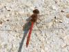 Sympetrum striolatum