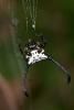 196847 – Photo : D. Martinez – Philippines