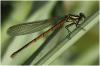 Pyrrhosoma nymphula
