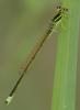 Ischnura pumilio