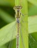 Erythromma lindenii
