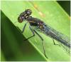 Erythromma najas