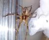 196682 – Photo : arachnophobe – France (84)