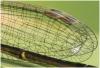 Ischnura elegans