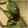 Erythromma lindenii